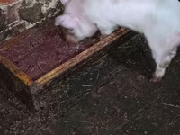 Schweine (Partie, Geschlecht nicht angegeben), Schweine — Foto 8