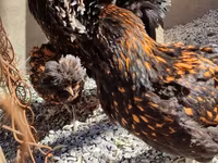 Chickens — फ़ोटो 3