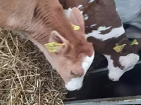 Bulle, Charolais cattle — Foto 2