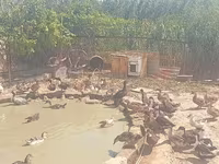Ducks — फ़ोटो 3