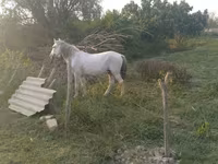 Hengst, Azerbaijan horse — Foto 5
