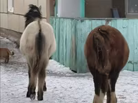 Caballo, Caballos — foto 8