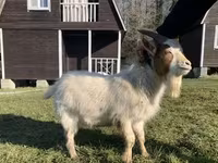 母山羊, Toggenburg goat — 照片 5