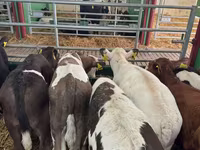 ثور, Simmental cattle — الصورة 4