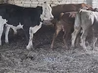 Bulle, Simmental cattle — Foto 1