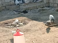 Chickens — 6-rasm