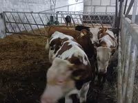 Rinder (Partie, Geschlecht nicht angegeben), Limousin-Kuh — Foto 4
