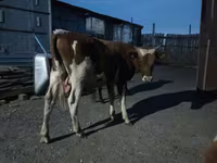 Rinder (Partie, Geschlecht nicht angegeben), Simmental cattle — Foto 4
