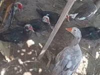 डोमेस्टिक मस्कोवी — फ़ोटो 3