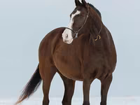 فرس, Akhal-Teke — الصورة 7