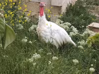 Turkeys — الصورة 2