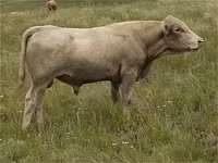गाय, आउलियेकोल नस्ल — फ़ोटो 5
