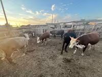 公牛, Cattle — 照片 4