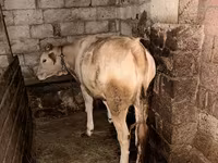 Bull, Cattle — photo 1