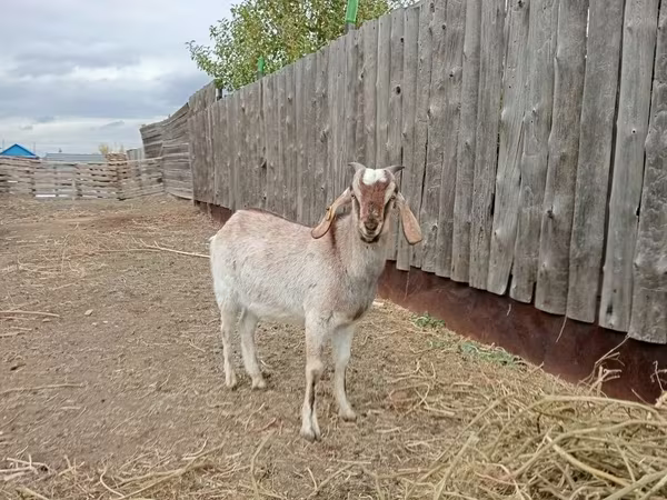 公山羊, Nubian Goat