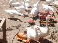 Geese — Foto 3