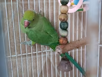 Qəfəslə erkəy 200 azn vatsap əlaqə Nimfa (Cockatiel) tutuquşu və qəfəs — الصورة 1