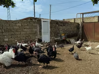 أبيض عريض الصدر — الصورة 6