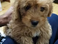 Maltipoo balaları – mini ölçülü, hipoallergen, tüksüz tökülməyə meylli — foto 4