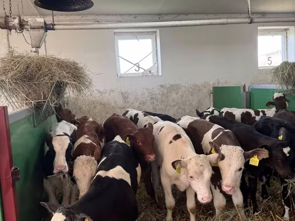ثور, Simmental cattle