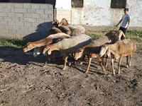أغنام (دفعة، الجنس غير محدد), Hissar sheep — الصورة 6