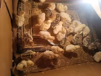 Turkeys — الصورة 3