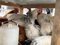 Chickens — foto 7