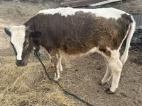 Kuh, Latvian Blue cattle — Foto 4