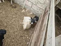 Cabro, Cabras — foto 2
