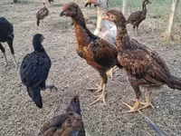 Chickens — Foto 2