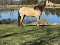 At, Rocky Mountain Horse — foto 7