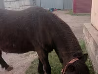 فرس, Shetland Pony — الصورة 1