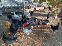 Chickens — photo 8