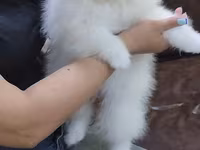 Məhsul: Pomeranian Spitz balası - Rəng: qar kimi ağ - Xəz: sıx — фото 3