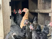 Chickens — Foto 1