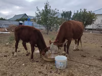 Kuh, Latvian Blue cattle — Foto 2
