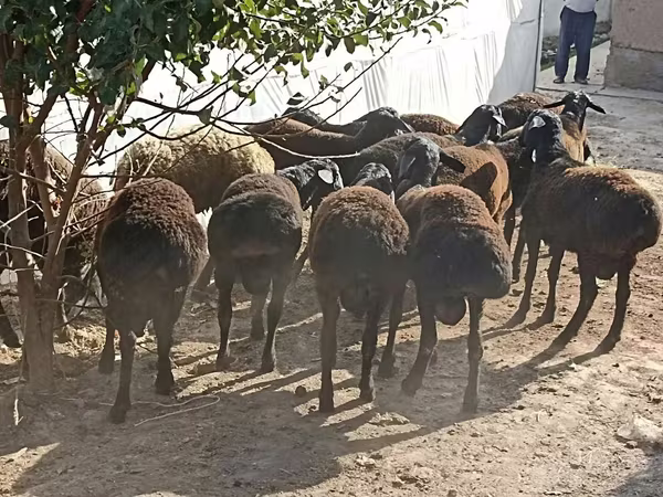 Qoyunlar (partiya, cinsi göstərilməyib), Tajik sheep