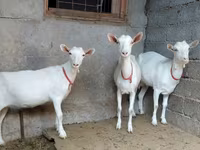 Ziege, Saanen goat — Foto 3