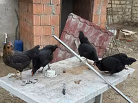 Chickens — 照片 2