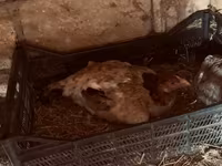Chickens — foto 3