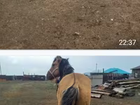 Stute, Kazakh horse — Foto 2