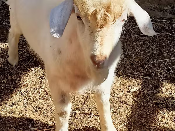 Ziegenbock, Ziegen
