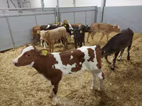 İnək, Simmental cattle — foto 6