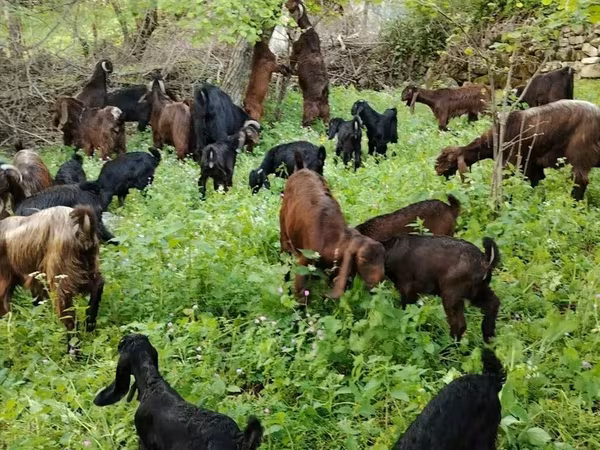 Cabro, Cabras