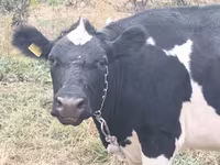 Kuh, Holstein-Rasse — Foto 3