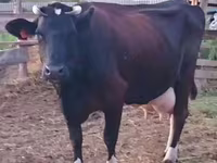 Cow, Holstein breed — photo 3