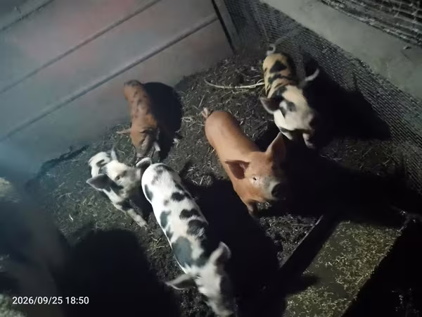 Schweine (Partie, Geschlecht nicht angegeben), Schweine