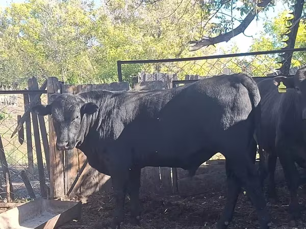 Bulle, Aberdeen-Angus