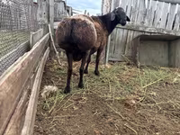 Carnero, Hissar sheep — foto 3