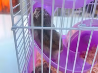 Cırtdan hamsterlər üçün komplekt qəfəs dəsti - Rəng: bənövşəyi — 1-сурет